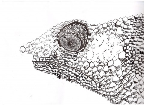 chameleon-voroninova.jpg